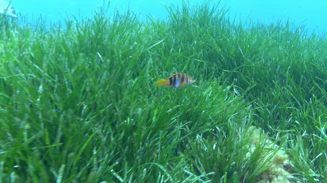 Serrano fish swimming into a Posidonia seaweed field