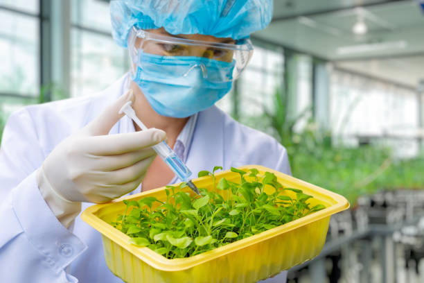 istock The laboratory assistant makes feeding of plants of samples . 1576591836