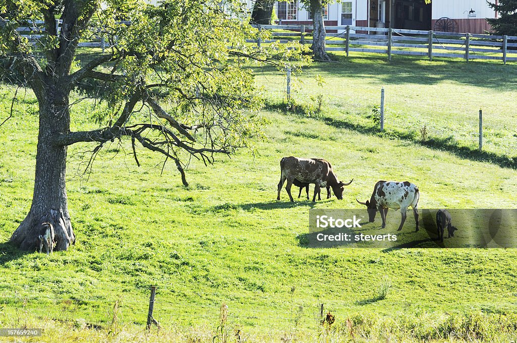 Longhorn Family Cattle grazing near shade tree. Agriculture Stock Photo