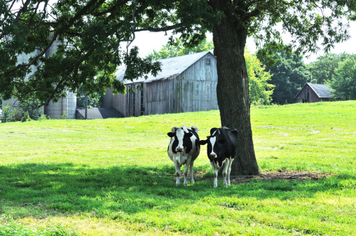 Two cows standing under shade tree on hot summer day.