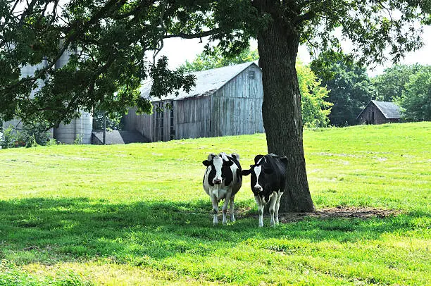 Photo of Cows in Shade