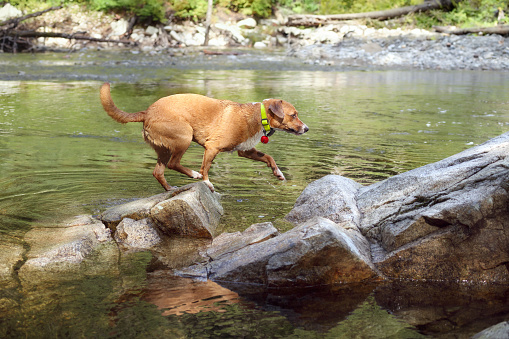 Side view of wet dog jumping on rocks after swimming. Dog in motion. Female Harrier mix dog with bear bell on collar. Selective focus.