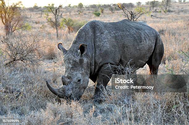 Rhinoceros In The Savannah Stock Photo - Download Image Now - Animal, Animal Body Part, Animal Skin