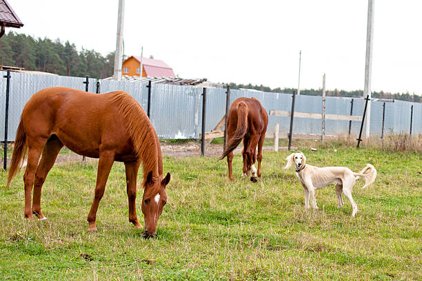 istock Two red horses and dog 157660070