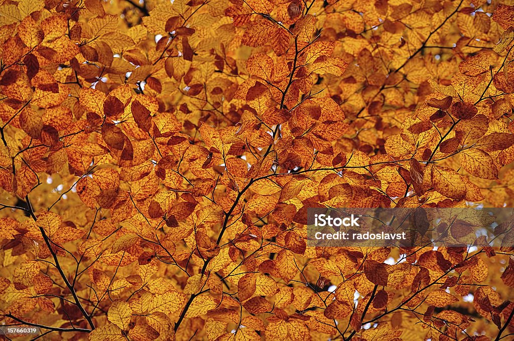 Autumnal 채색기법 잎, 단풍 잎 자돈 - 로열티 프리 0명 스톡 사진