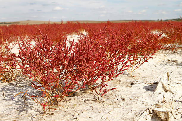 Landscape with salt field and salicornia europaea Landscape with salt field and salicornia europaea salicornia europaea stock pictures, royalty-free photos & images