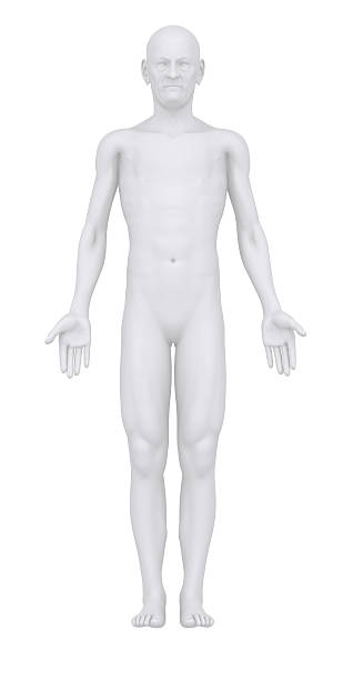 istock Old man in anatomical position anterior view 157660414