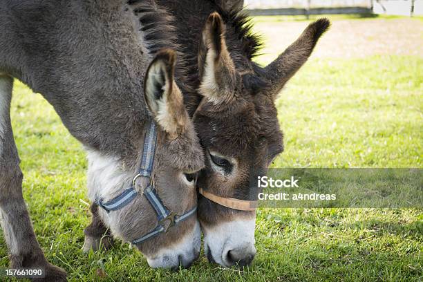 두 Donkeys 식사 풀 0명에 대한 스톡 사진 및 기타 이미지 - 0명, 가축, 갈색