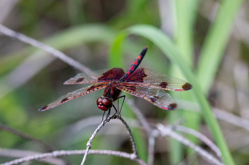 A ruby meadowhawk dragonfly with a broken wing resting on a plant along the shores of a lake in northern Ontario.