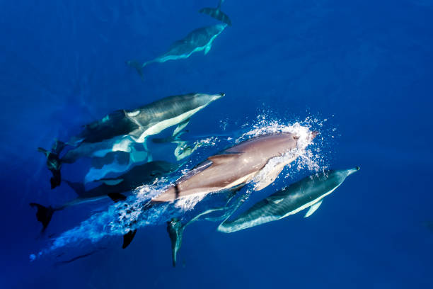 istock Group of  dolphins diving , sea water. 1576621718