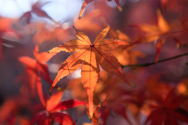 istock Red Maple leaves in Autumn 157662641