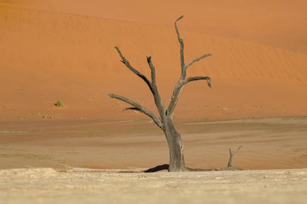 Namibia, the Namib desert, dead acacia in the Dead Valley, the red dunes in background