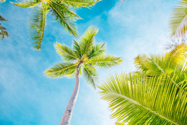 istock Tropical Scene with Palm Trees and Blue Sky. 1576631006
