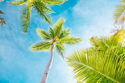 A tropical scene with palm trees and a blue sky. The image is taken from a low angle, looking up at the palm trees. The palm trees have long, green fronds and slender trunks. The sky is a bright blue with a few wispy clouds. The image conveys a sense of warmth and relaxation. This image can be used for travel, vacation, relaxation, or nature themes.