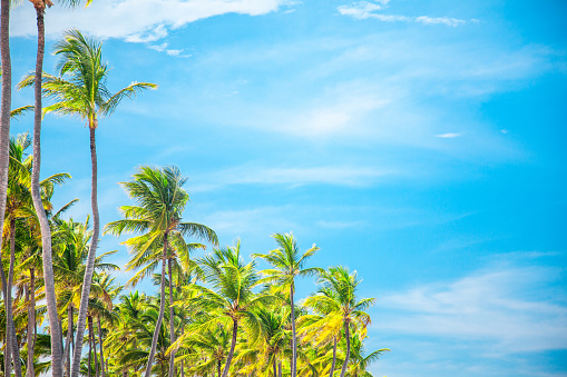 A group of palm trees against a blue sky. The palm trees are tall and have green leaves. The sky is a bright blue with some white clouds. The image has a tropical and summery feel to it. This image can be used for travel, vacation, relaxation, or nature themes.
