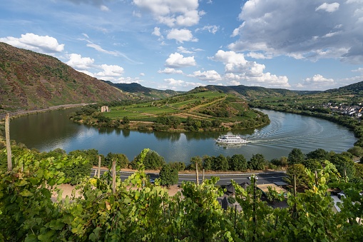Hilly vineyards with ripening white riesling grapes in Mosel river valley, Germany