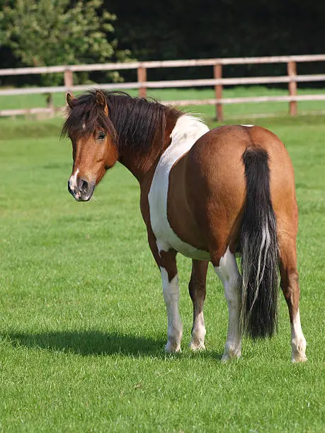 A cute skewbald pony looks back towards the camera.
