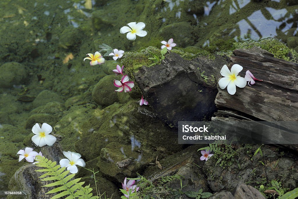 Lichen flower water Lichen flower water fern Backgrounds Stock Photo