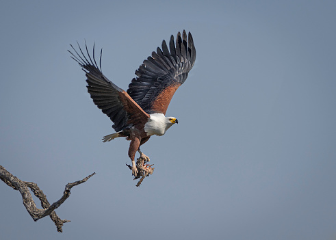 The African fish eagle feeds mainly on fish, which it swoops down upon from a perch in a tree, snatching the prey from the water with its large, clawed talons. The eagle then flies back to its perch to eat its catch.
