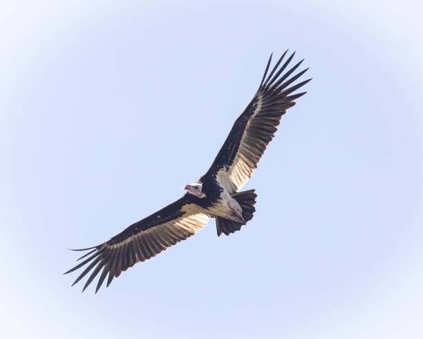 istock A White-headed vulture (Trigonoceps occipitalis) soaring in thermals. 1576642565