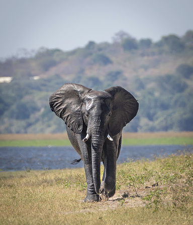 This elephant had just walked from one side of the river to the other.
