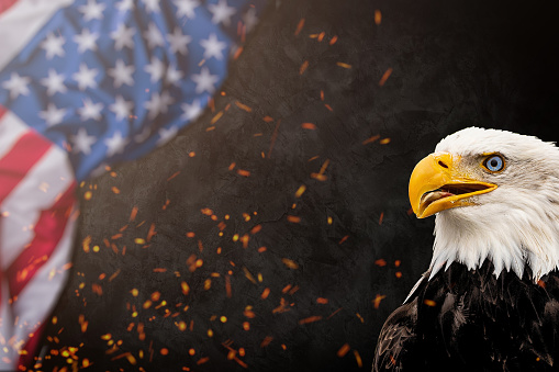 Oil painting of a majestic Bald Eagle against a photo of a battle distressed American Flag.