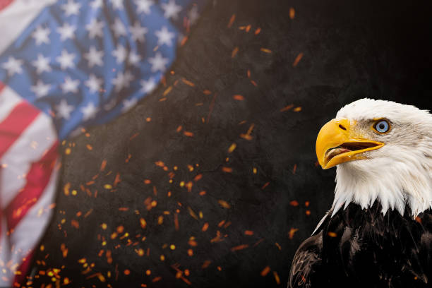 Happy Labor day banner, USA patriotic background. American Bald Eagle - symbol of America -with flag. stock photo