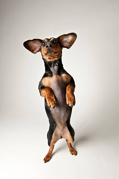 jamnik - miniature dachshund zdjęcia i obrazy z banku zdjęć
