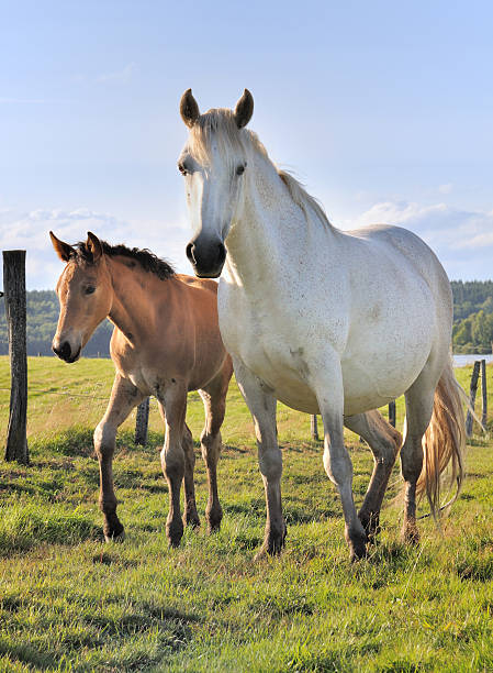istock young foal and horse 157665499