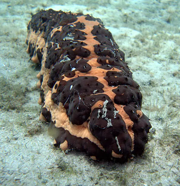 Photo taken while scuba diving in Florida of a sea cucumber.