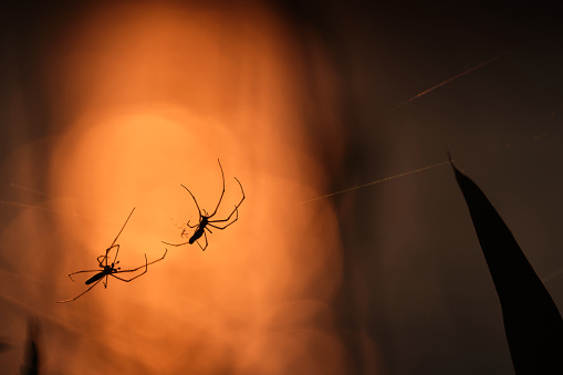 Close up of spiders in the evening light