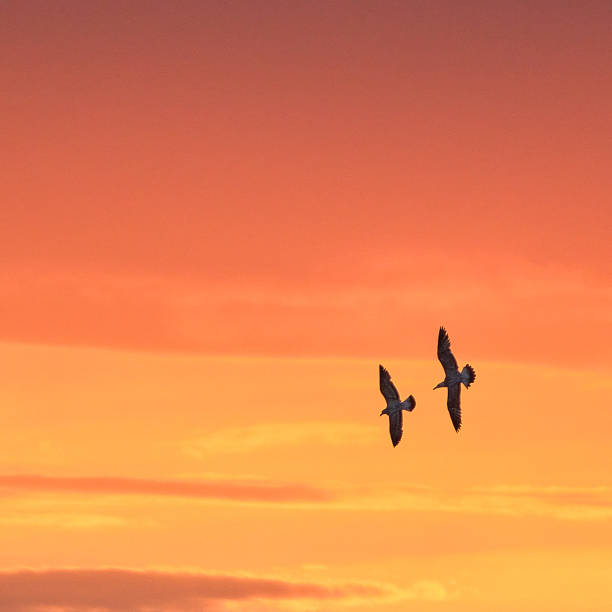 istock Seagulls in front of the evening sky 1576667094