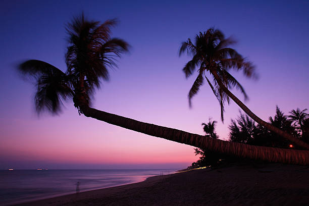 palm beside sea with sunset