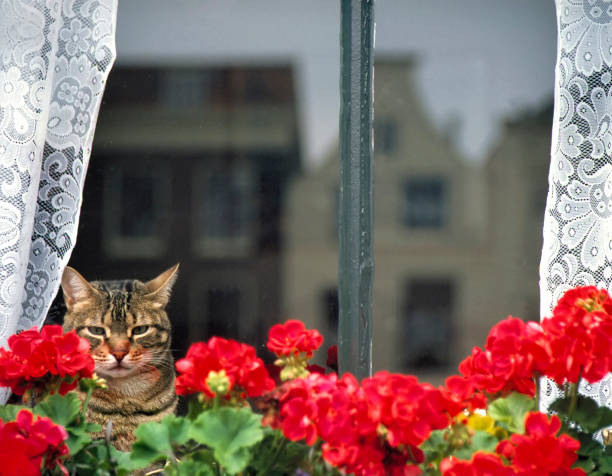 hauskatze sitzt hinter einem fenster und geranien - gable end stock-fotos und bilder