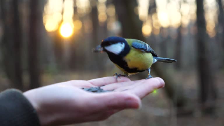 Little tomtit eating meal from arm of young girl against blured sunset at background. Small titmouse pecking food from a female hand at autumn. Woman feeding cute tit bird to sunflower seeds in forest