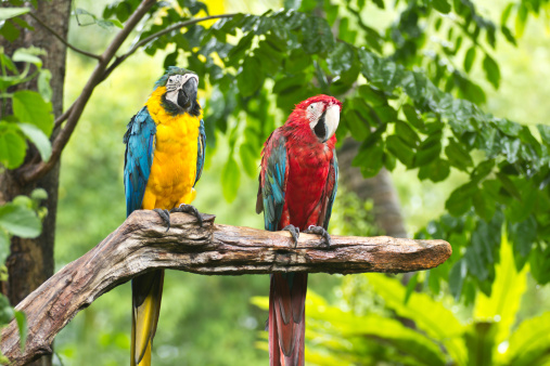 Two Parrot perch on tree branch.
