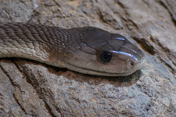 istock close up of a snake on a rock 1576682644