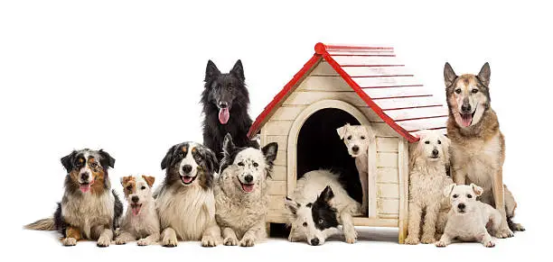 Large group of dogs in and surrounding a kennel against white background