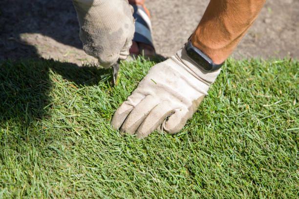 istock cuts the lawn with a knife 1576686903