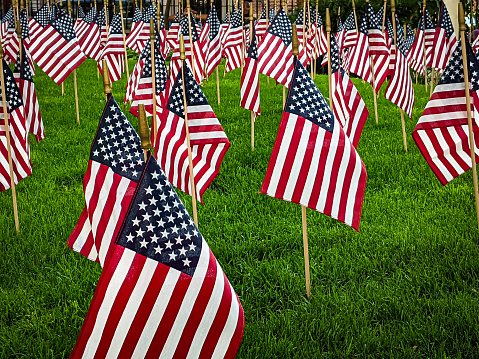Patriotic United States of American flags celebrating one of the important day in American history. Many flags on lawn outdoors