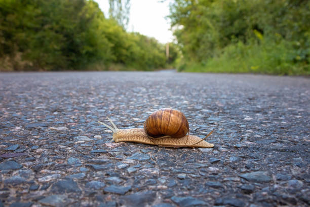 A grape snail crawls along the asphalt road stock photo