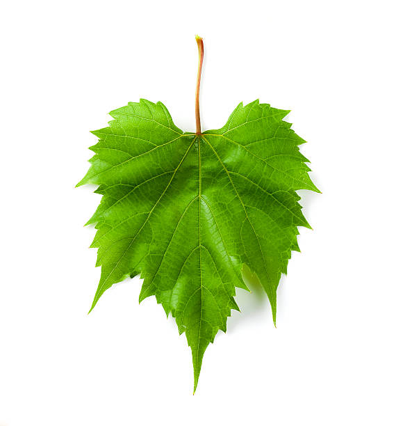 weinblatt - grape leaf stock-fotos und bilder