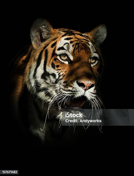 Tiger Crepuscolo - Fotografie stock e altre immagini di Tigre - Tigre, Sfondo nero, Animale
