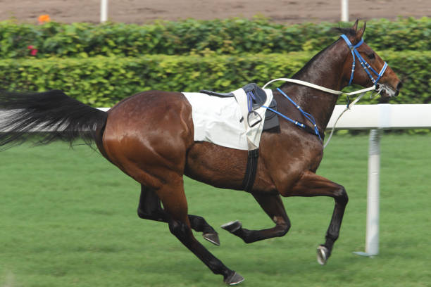 istock Horse Racing Accident 157671548