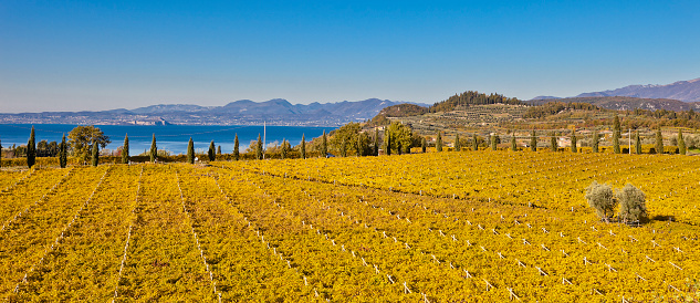 Bordering Lake Garda, Verona’s fertile hills are the home of the Bardolino vineyards producing the tasteful wines of the same name, famous throughout the world and celebrated very frequently in local sagras. Bardolino, Garda Lake, Italy. Canon EOS 5D Mark II.