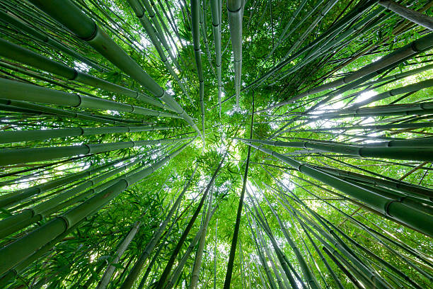 istock bamboo forest on maui - hawaii 157671791