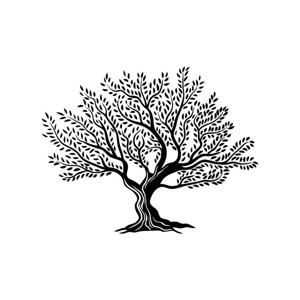 оливковое дерево изолированный силуэт иконы с листьями - extra virgin olive oil stock illustrations