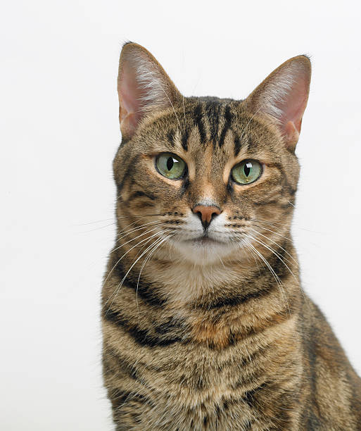 istock Portrait of a tabby cat looking at the camera 157671964