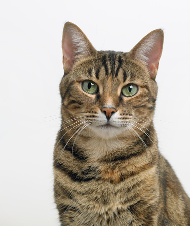 A formal portrait of a beautiful young Bengel cat against a light background.