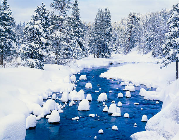 Fresh Winter Snow Covers Forest With River Fresh Winter Snow Covers Forest Along The Truckee River At Lake Tahoe,Calif. truckee river photos stock pictures, royalty-free photos & images